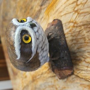 Saw Whet Owl on perch